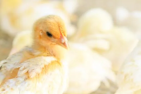 The chicks feed in cages . Stock Photos