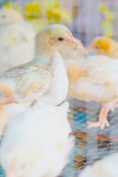 The chicks feed in cages . Stock Photos