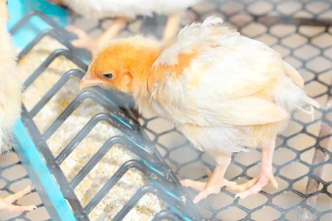 The chicks feed in cages . Stock Photos