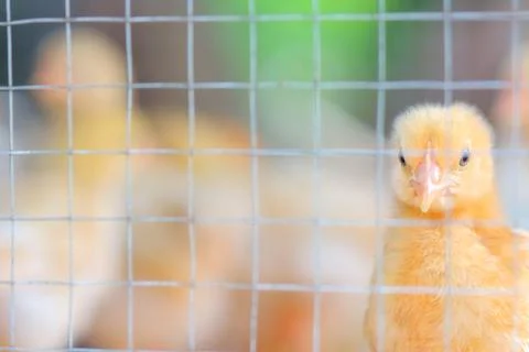 The chicks feed in cages . Stock Photos
