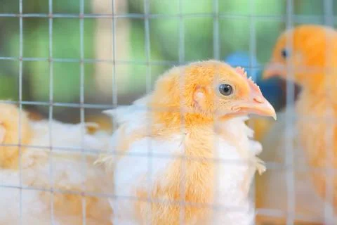 The chicks feed in cages . Stock Photos
