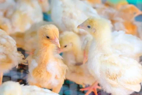 The chicks feed in cages . Stock Photos