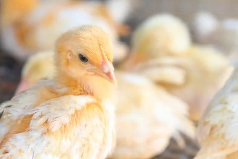 The chicks feed in cages . Foto stock