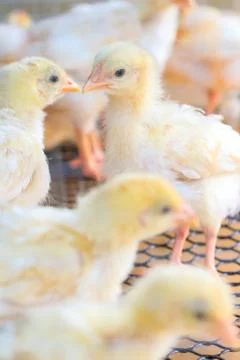 The chicks feed in cages . Stock Photos