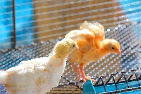 The chicks feed in cages . Stock Photos