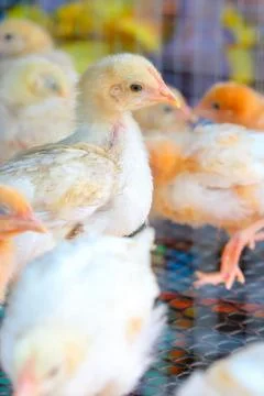The chicks feed in cages . Stock Photos
