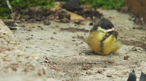 Chicks feeding, 4k video Stock Footage 63864539