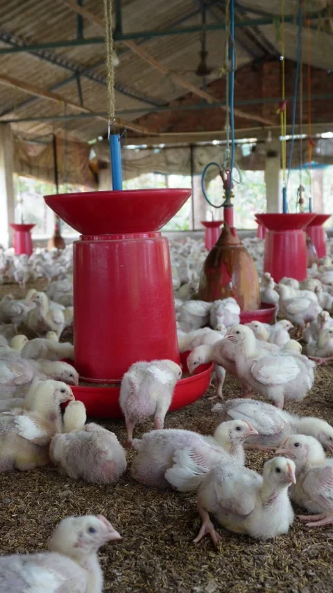 Chicks Feeding Stock Footage 333918657