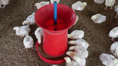 Chicks Feeding Stock Footage 333919146