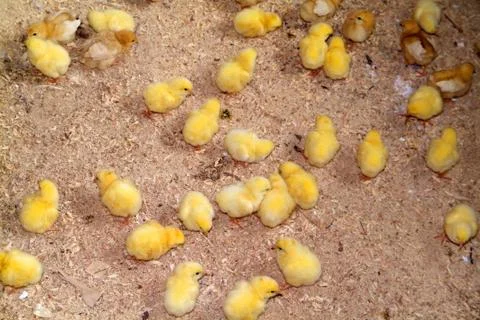 Chicks of a few days Stock Photos