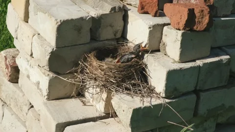 Chicks of fieldfare in a nest built on bricks next to a construction site Stock Footage 289621902