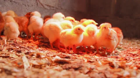 Chicks fighting for space under a lamp Vidéo 22897712