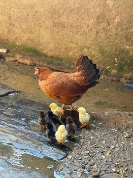Chicks following a hen Stock Photos