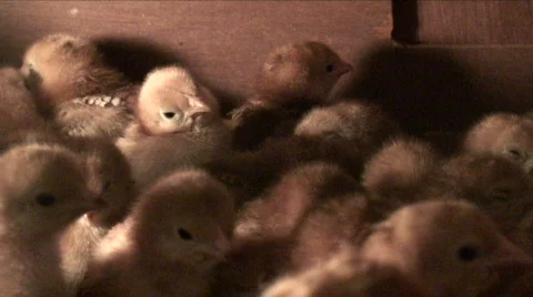 Chicks Stock Footage 587078