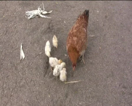 Chicks Stock Footage 747707