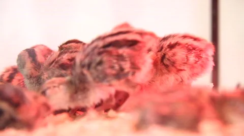 Chicks Stock Footage 758446