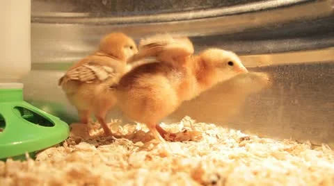 Chicks Stock-Footage 11449522