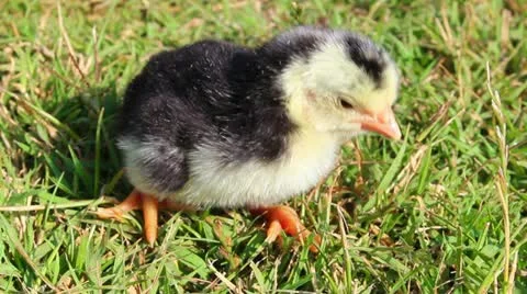 Chicks Stock Footage 12564728