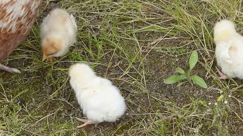 Chicks Stock Footage 75263496