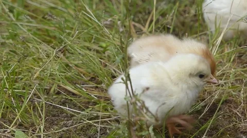 Chicks Stock Footage 75271767