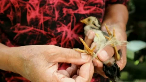 Chicks Stock Footage 209170989