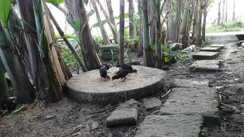 Chicks Vidéo 220866629