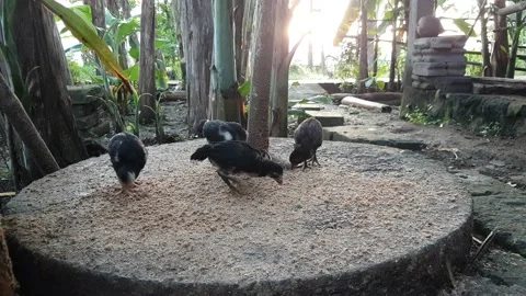 Chicks Vidéo 220866944