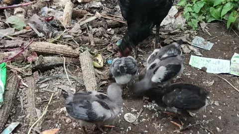 Chicks Stock Footage 235533405