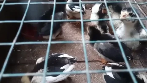 CHICKS Stock Footage 255791584