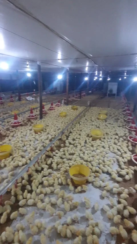 Chicks Stock Footage 273603595