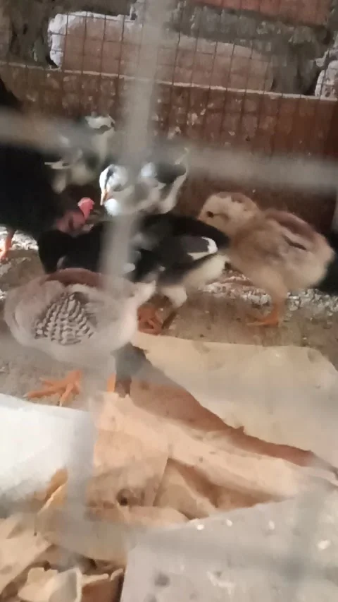 Chicks Stock Footage 277797724