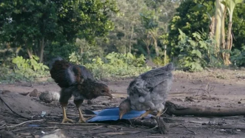 Chicks Stock Footage 308013163