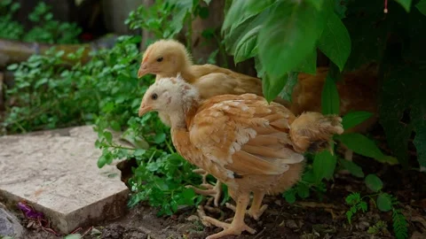 Chicks freely eating some green leaves and little flies flying around them Stock Footage 280218956