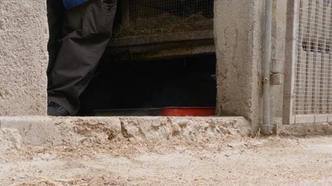 Chicks getting out of the den. Mathernity. Animal maternity Stock Footage 196013960