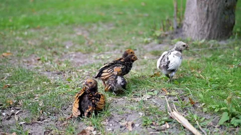 Chicks on the grass Stock Footage 293178799