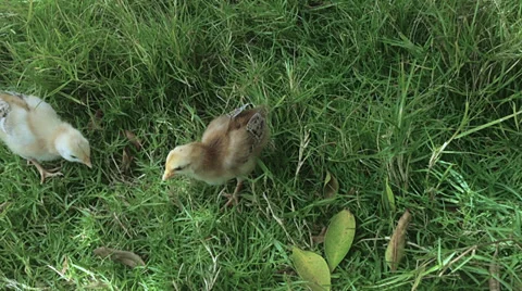 Chicks in the grass picking Stock Footage 36600669
