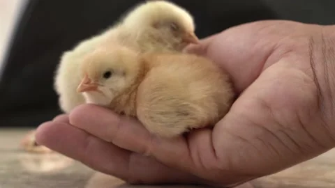 Chicks in hand Stock Footage 132605820