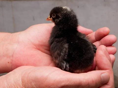 Chicks in hand Stock Photos
