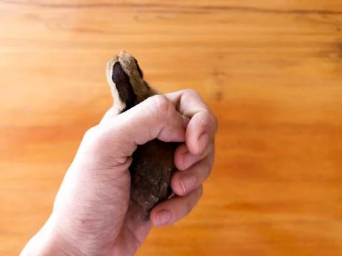 Chicks in hand Stock Photos