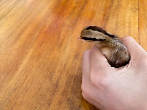 Chicks in hand Stock-Fotos