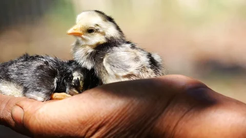 Chicks on hand2 Stock Footage 104340872