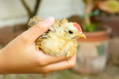 Chicks in a handful Stock Photos