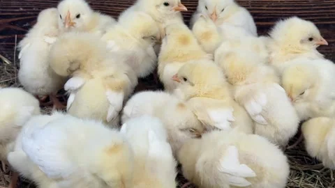 The chicks hatched recently. Stock Footage 346489710