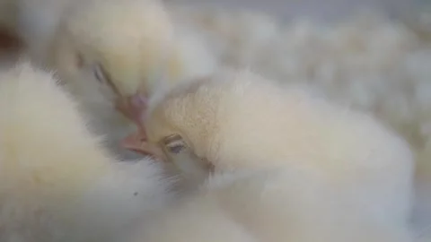 Chicks hatching and exploring in warm surroundings Stock Footage 310508512