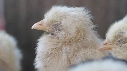 Chicks hatching and growing outdoors in warm weather Stock Footage 325358698