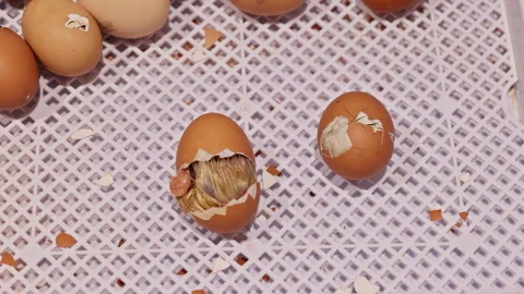 Chicks hatching from eggs in farming setting process of new life emerging Stock Footage 336067772