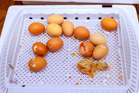 Chicks hatching from eggs in farming setting process of new life emerging Stockfoto's