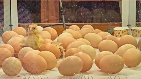 Chicks Hatching From Eggs In Incubator Stock Footage 333161754