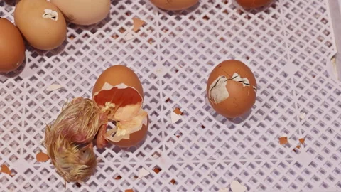 Chicks hatching from eggs in warm setting on farm during spring season Stock Footage 336148367