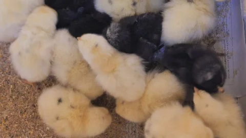 Chicks hatching in a warm environment at a farm Stock Footage 311556440